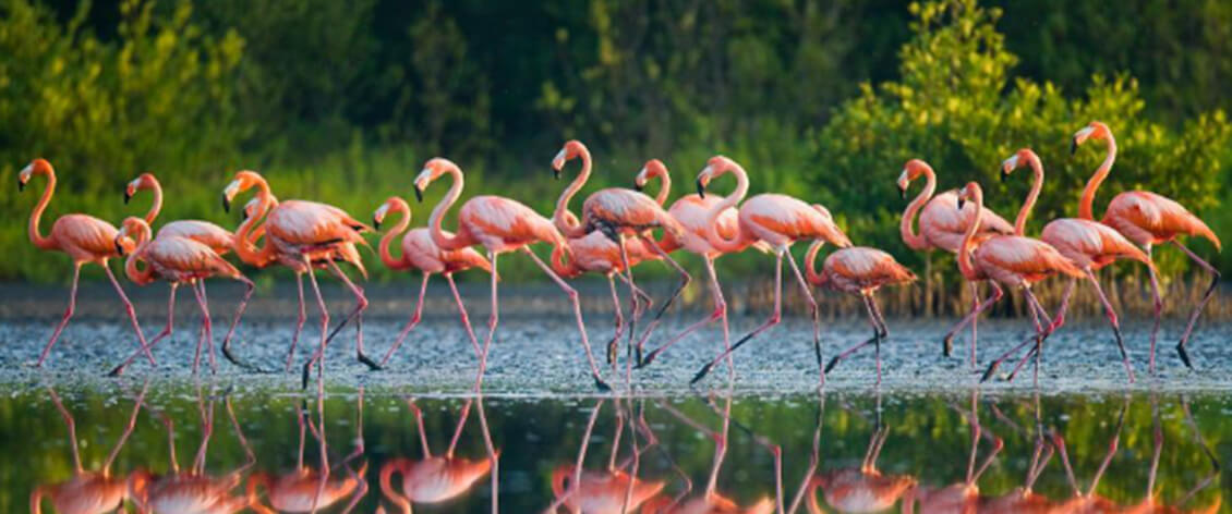 Flamingos in Bhigwan image